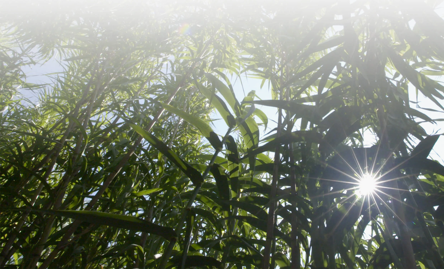 100% Organic Growing