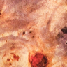 Black Burst Burl