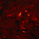 Tortoiseshell Mahogany